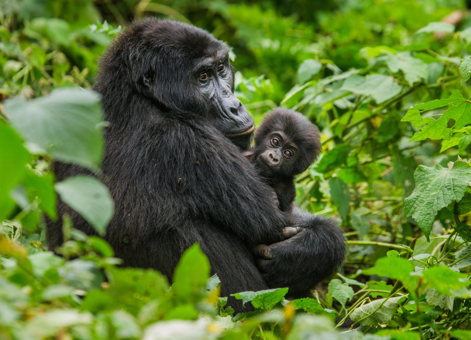 Gorilla nel Bwindi