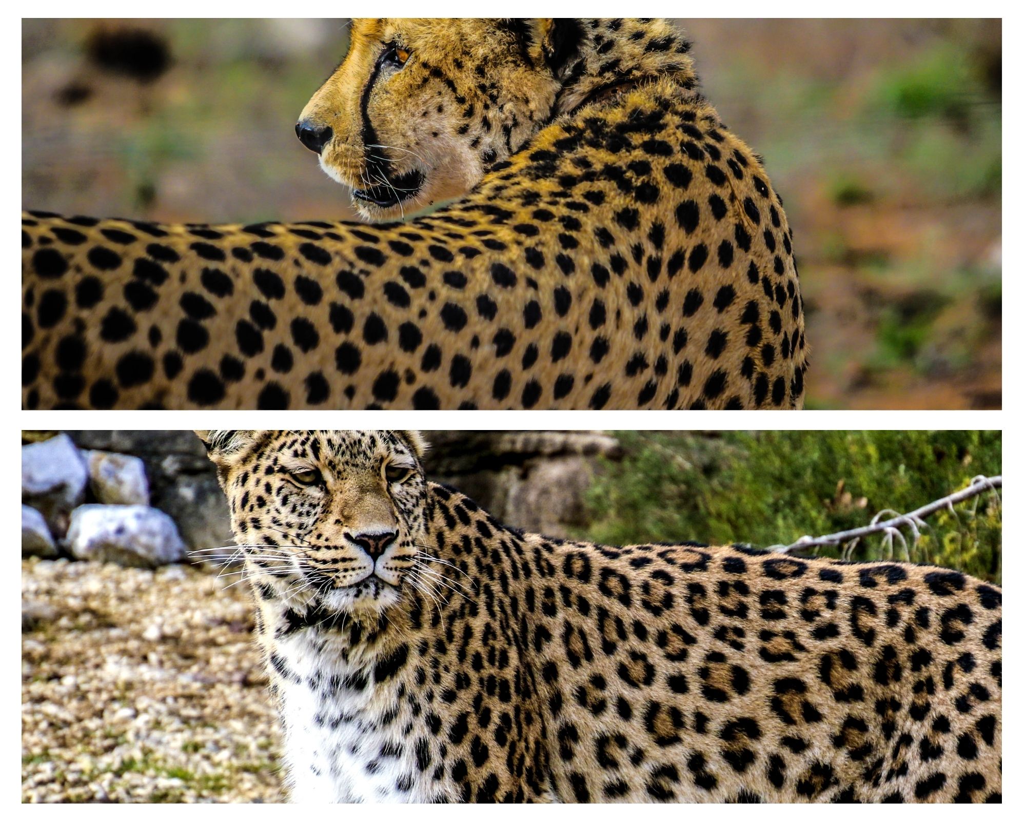 ghepardo e leopardo